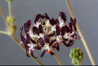 Pelargonium auritum subsp auritum